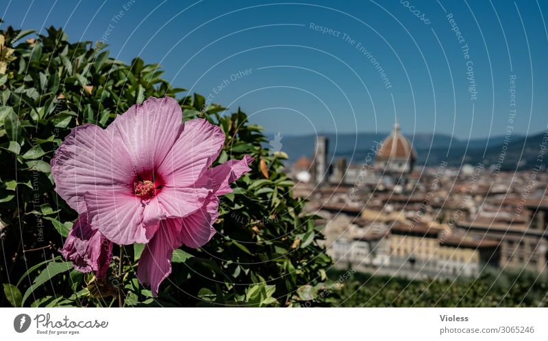 Florence III Florenz Toskana Wiege der Renaissance Piazzale Michelangelo Kathedrale Santa Maria del Fiore Italien Bischofskirche Arno Hibiscus Blüte