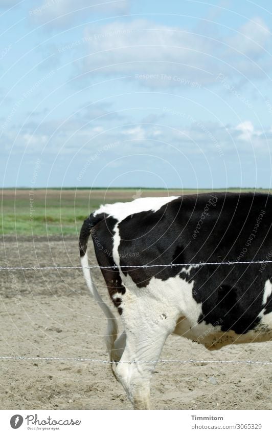 Dänisches Rind Ferien & Urlaub & Reisen Umwelt Natur Landschaft Urelemente Erde Sand Himmel Gras Wiese Feld Dänemark Tier 1 Stacheldrahtzaun stehen natürlich