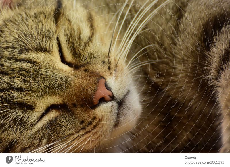 Nachbars Kater Tier Haustier Katze Tiergesicht Fell 1 schlafen elegant schön Zufriedenheit Tierliebe Farbfoto Gedeckte Farben Außenaufnahme Nahaufnahme