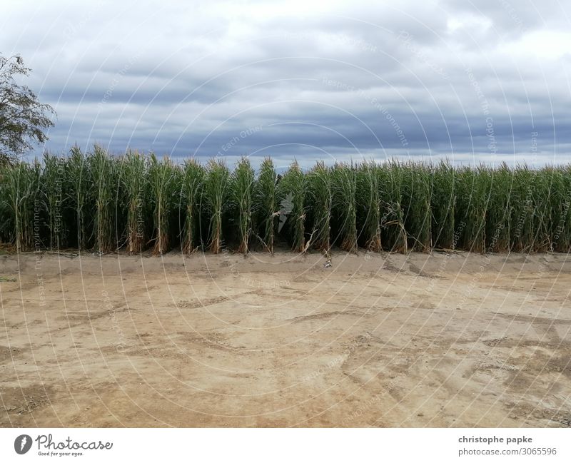 Maisfeld Landschaft Himmel Wolken Pflanze Nutzpflanze Natur Landwirtschaft Feld Farbfoto Außenaufnahme Menschenleer Textfreiraum oben Textfreiraum unten Tag