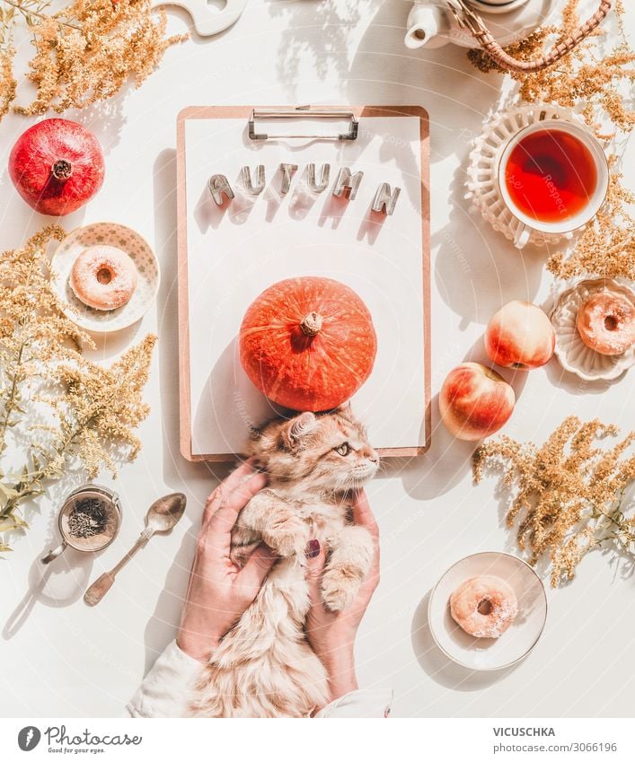 Herbst Stillleben mit Katze in Frauenhänden Lebensmittel Gemüse Apfel Kuchen Getränk Heißgetränk Tee Geschirr Tasse Löffel Lifestyle Reichtum elegant Erholung