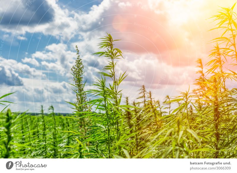 Hanf Feld Cannabis Feld im Gegenlicht Umwelt Natur Landschaft Himmel Wolken Sonne Sonnenlicht Sommer Schönes Wetter blau gelb grau grün orange weiß