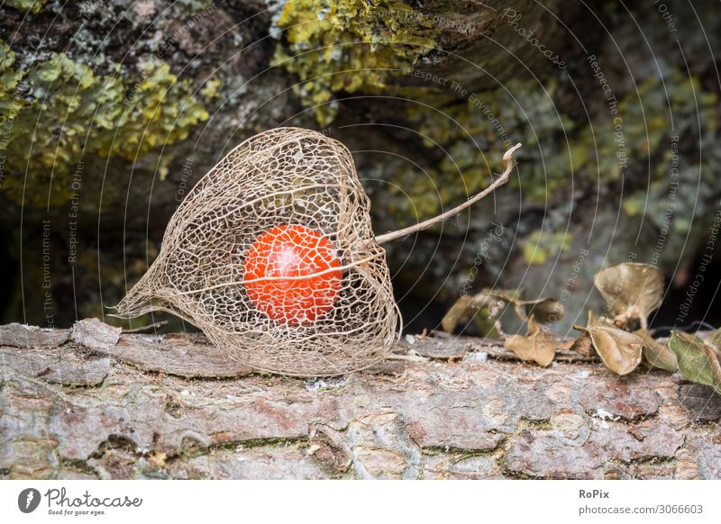 Physalis Frucht im Garten. Lampionblume Blume flower Blasenkirsche Nachschattengewächs Kraut Pflanze Samen Sonne Sommer Natur Feld Blüte blossom summer Flora