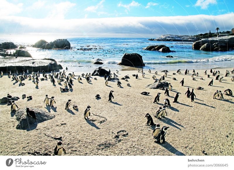 sonnenbad Ferien & Urlaub & Reisen Tourismus Ausflug Abenteuer Ferne Freiheit Natur Landschaft Wasser Himmel Wolken Felsen Wellen Küste Strand Meer Wildtier