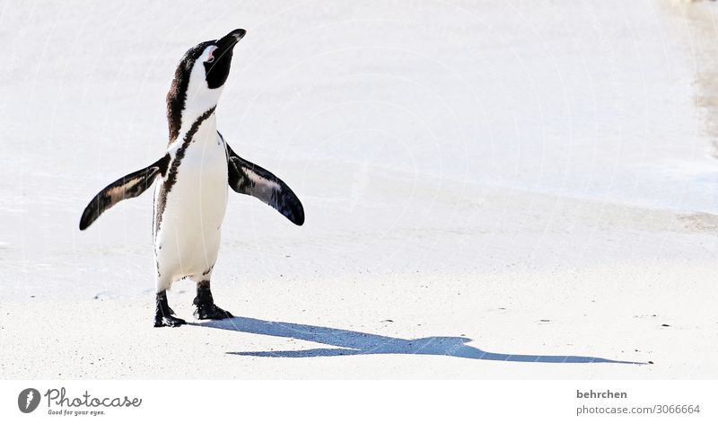 wenn ich groß bin, werde ich größer als mein schatten Ferien & Urlaub & Reisen Tourismus Ausflug Abenteuer Ferne Freiheit Küste Wellen Wasser Natur Strand Meer