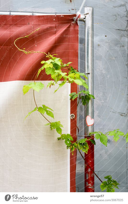 Grüne Liebe Pflanze Sommer Blatt Wildpflanze Mauer Wand Fassade alt Stadt grau grün rot Ranke Blattgrün Zaun Bauzaun Abdeckung verfallen Farbfoto mehrfarbig