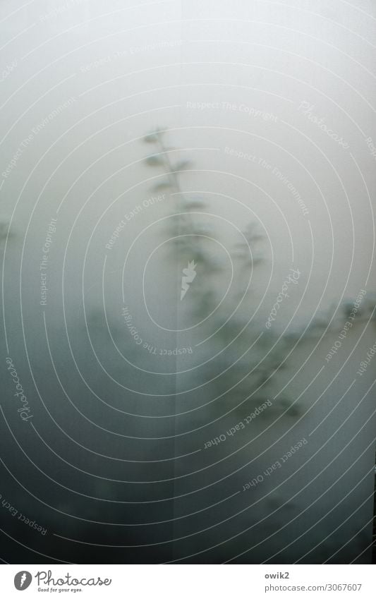 Vage Pflanze Sommer Schönes Wetter Sträucher Zweig Blatt Garten Fenster Milchglas Fensterscheibe Wachstum zartes Grün schemenhaft diffus Andeutung vage unklar