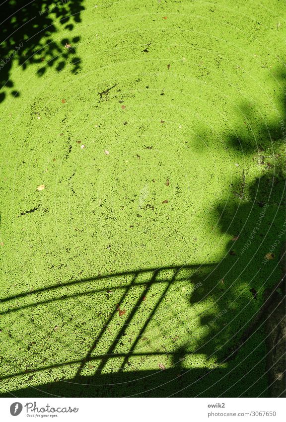 Wasserlinsensuppe Umwelt Natur Landschaft Pflanze Schönes Wetter Baumschatten grün Schutz Sicherheit Brückengeländer bedeckt Wasseroberfläche Teich Park