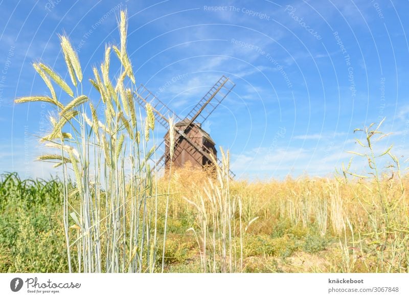 korn Lebensmittel Getreide Landwirtschaft Forstwirtschaft Umwelt Natur Landschaft Sommer Nutzpflanze Farbfoto Außenaufnahme Tag Zentralperspektive