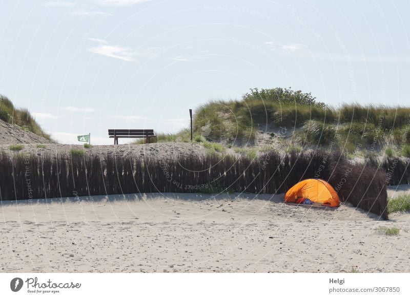 von der Sonne angeleuchtete gelbe Strandmuschel am Rand einer Düne Umwelt Natur Landschaft Pflanze Himmel Sommer Schönes Wetter Gras Wildpflanze Dünengras Insel