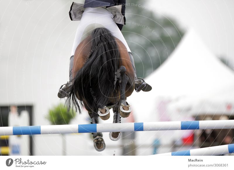 Springreiter Sportveranstaltung Mensch Pferd springen groß oben auf beim BRD Bundesrepublik Düsseldorf deutsch deutsche deutscher Deutschland europäisch Europa