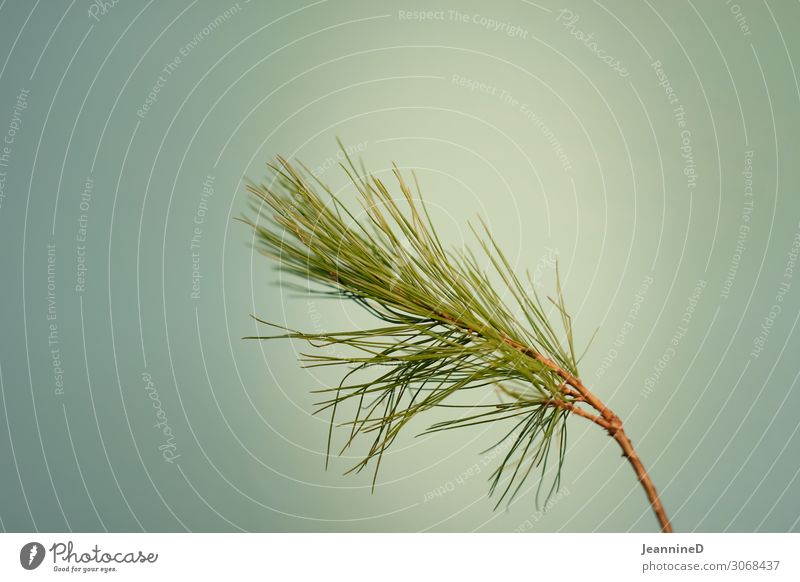 EIn Zweig Lifestyle Wohlgefühl Zufriedenheit Wald Zweige u. Äste Freiheit wandern Garten Erwachsenenbildung Gartenarbeit Ruhestand Nadelbaum atmen natürlich