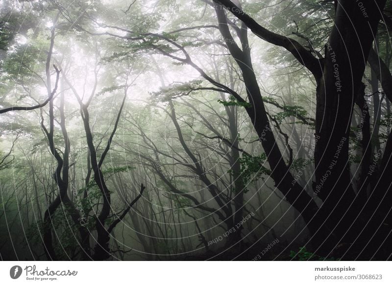 Møns Klint Geo Center Getränk Natur Nebel Wald Urwald gehen geheimnisvoll ruhig Baltic Sea Europa Moen Mön Mon Mons Klint deep forest Dänemark dry fir branch