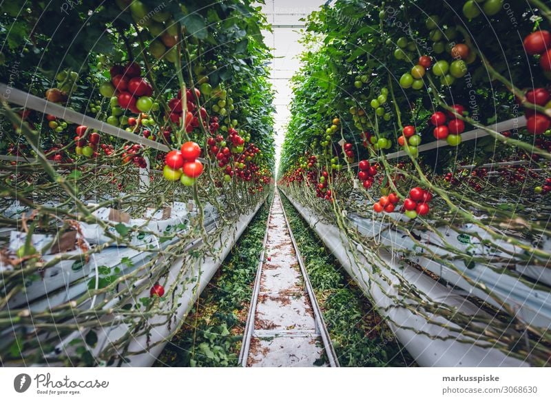 Mega Glasshouse for Tomatoes and Pepper Lebensmittel Gemüse Tomate Tomatenplantage Gewächshaus züchten Ernährung Essen Bioprodukte Vegetarische Ernährung Diät