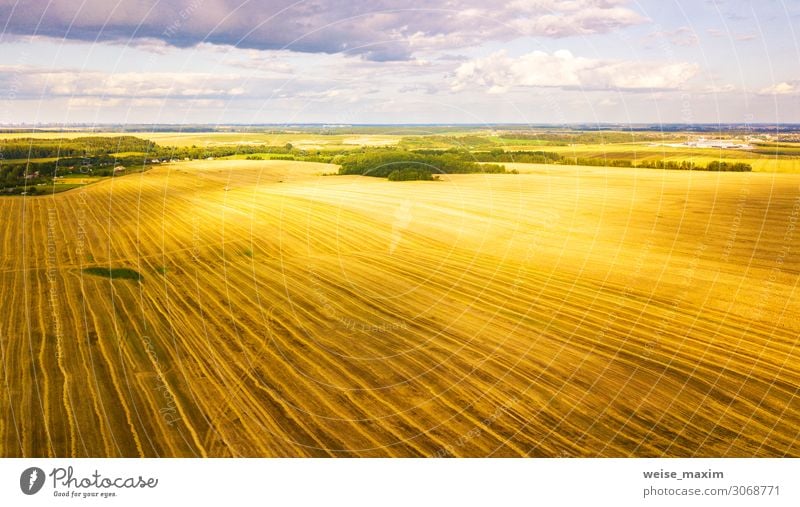 Erntemaschine, die im Feld arbeitet. Landwirtschaft. Brot Sommer Arbeit & Erwerbstätigkeit Industrie Maschine Natur Landschaft Herbst Schönes Wetter Pflanze