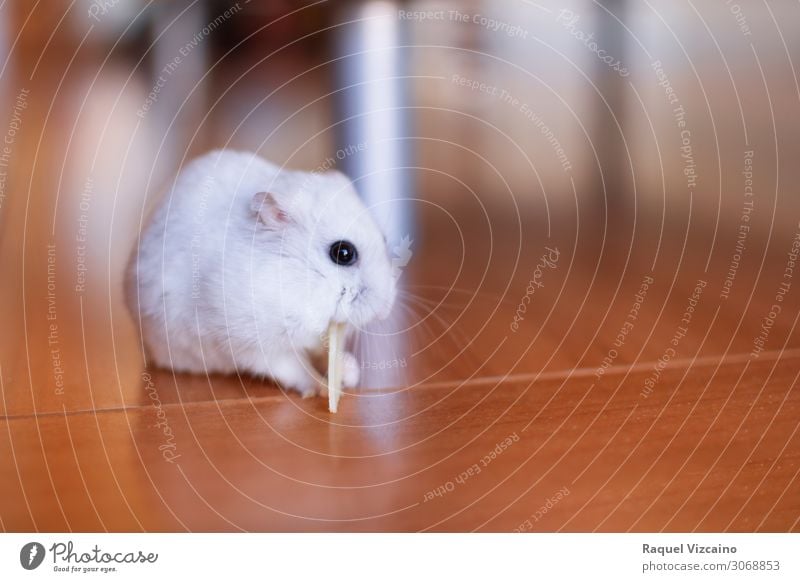 Hamster essen Käse Essen Tier Maus 1 füttern braun weiß Farbfoto Innenaufnahme Textfreiraum rechts Tag Schwache Tiefenschärfe