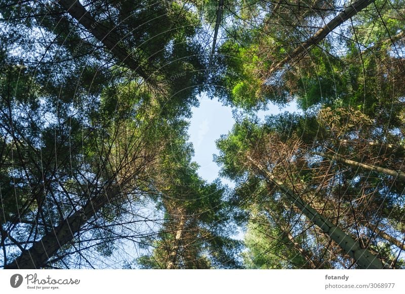 View to the tree tops of the coastal fir Umwelt Natur Landschaft Pflanze Himmel Frühling Baum Wald Menschenleer Holz hoch oben grün Umweltschutz Küstentanne