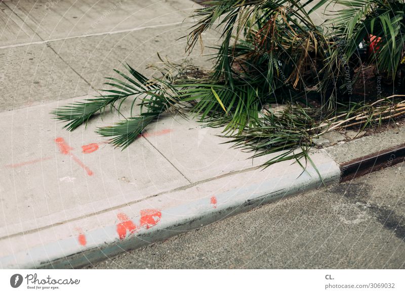 grau grün rot Pflanze Verkehrswege Straße Wege & Pfade Asphalt Boden Müll Stadt Farbe Missgeschick skurril Farbfoto Außenaufnahme Menschenleer