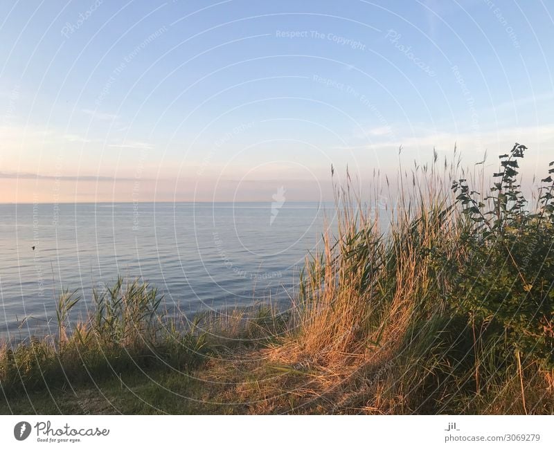 summer feeling Wasser Himmel Sommer Schönes Wetter Gras Sträucher Küste Schwimmen & Baden Erholung Ferien & Urlaub & Reisen träumen Freundlichkeit Unendlichkeit