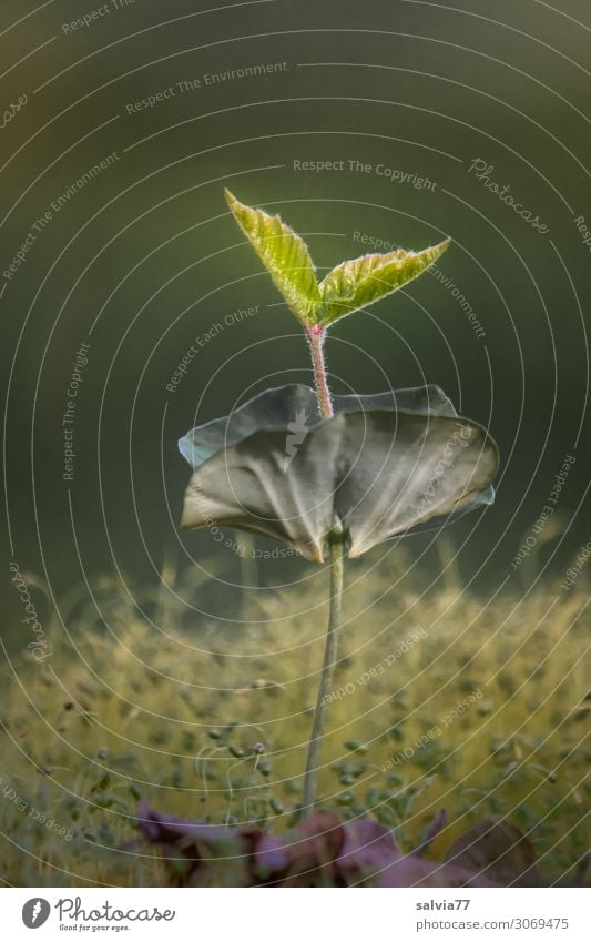 Buchenkeimling Umwelt Natur Pflanze Frühling Baum Moos Blatt Baumschössling Wald Wachstum dünn frisch klein natürlich zart sensibel sprießen gedeihen Farbfoto