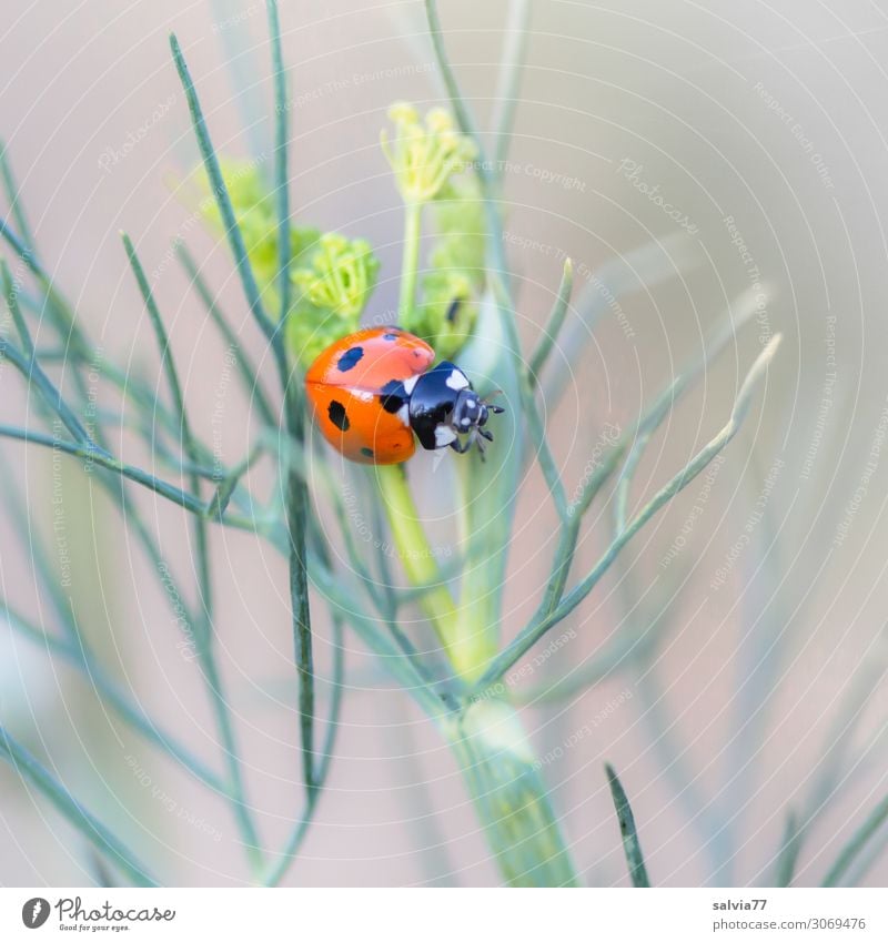 Siebenpunkt Umwelt Natur Sommer Pflanze Blatt Grünpflanze Nutzpflanze Dill Garten Tier Käfer Insekt Marienkäfer Siebenpunkt-Marienkäfer 1 krabbeln klein positiv