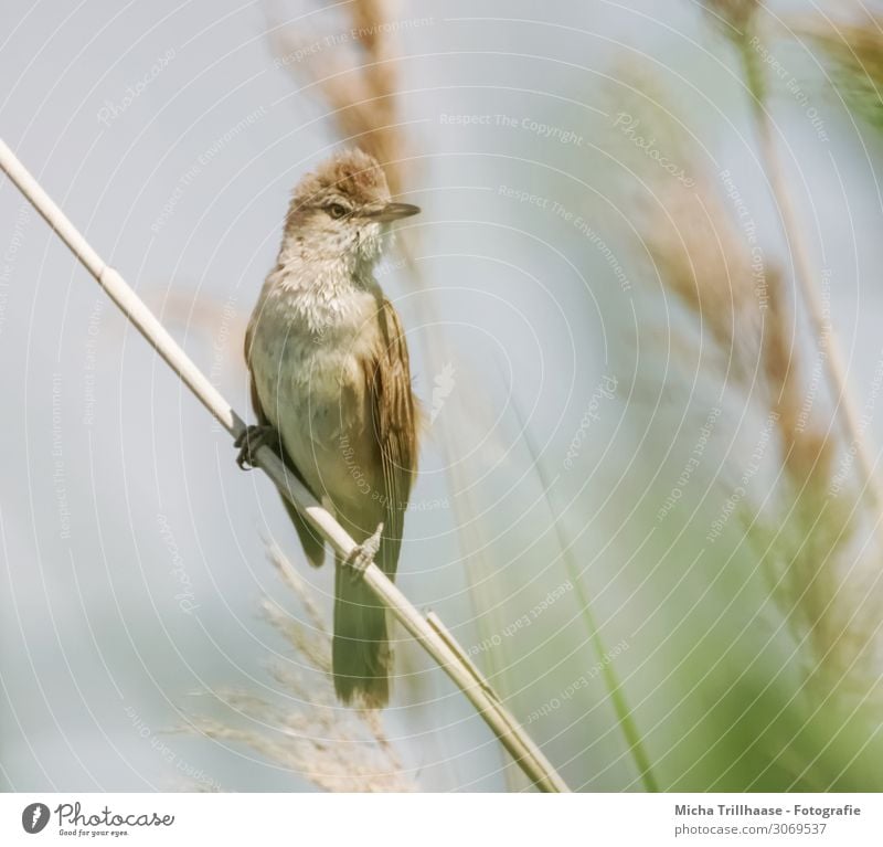 Teichrohrsänger im Schilf Natur Tier Sonne Sonnenlicht Schönes Wetter Pflanze Schilfrohr Seeufer Wildtier Vogel Tiergesicht Flügel Krallen Schnabel Auge Feder