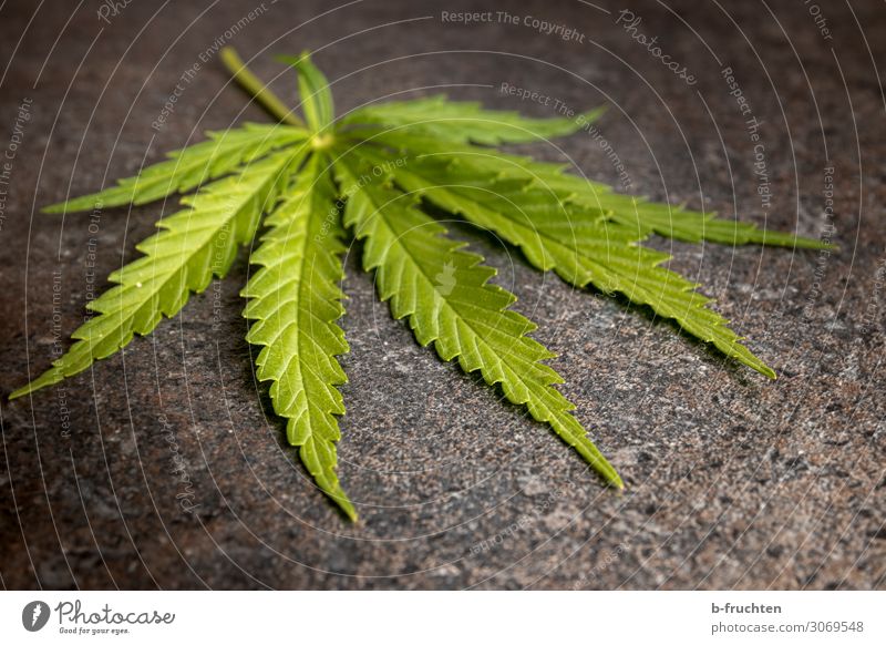 Hanfblatt Alternativmedizin Rauchen Rauschmittel Pflanze Blatt wählen frei frisch grün Cannabisblatt Industriehanf Farbfoto Innenaufnahme Nahaufnahme