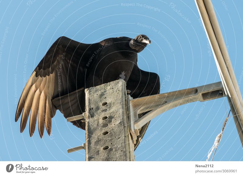 Urubu Umwelt Natur Tier Luft Himmel Wolkenloser Himmel Schönes Wetter Wildtier Vogel 1 beobachten fliegen Jagd Geier Rabengeier Südamerika Greifvogel