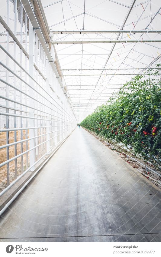 Mega Tomaten Gewächshaus Lebensmittel Gemüse Tomatenplantage Pflanze züchten Ernährung Essen Picknick Bioprodukte Vegetarische Ernährung Diät Fasten Slowfood