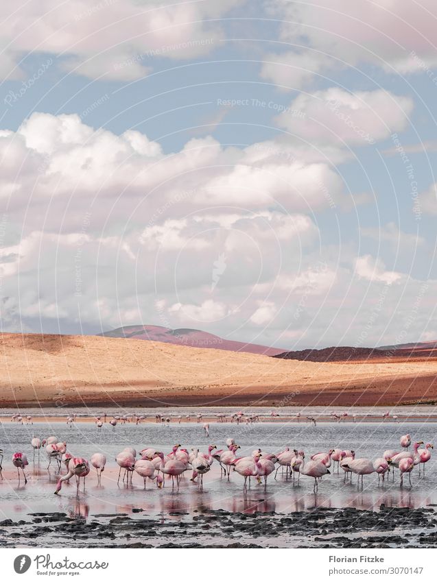 Beautiful lagoon in southern Bolivia with lots of pink flamingos Landschaft Tier Sand Wasser Wolken Dürre Hügel Moor Sumpf Wildtier Flamingo Herde einfach schön