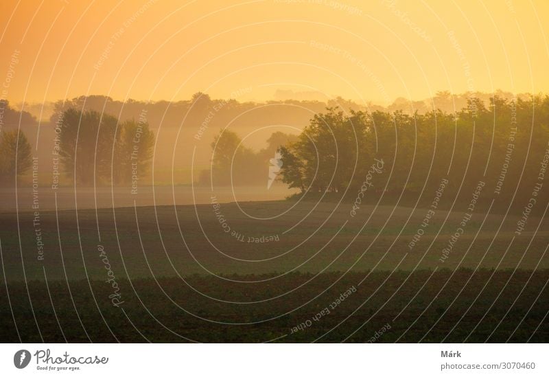 Herbstsonnenaufgang auf einem Bauernhof. Bäume im nebligen Herbstmorgen in Ungarn Sonnenaufgang Landschaft Wiese Ackerbau Feld Natur Morgendämmerung Farmfeld