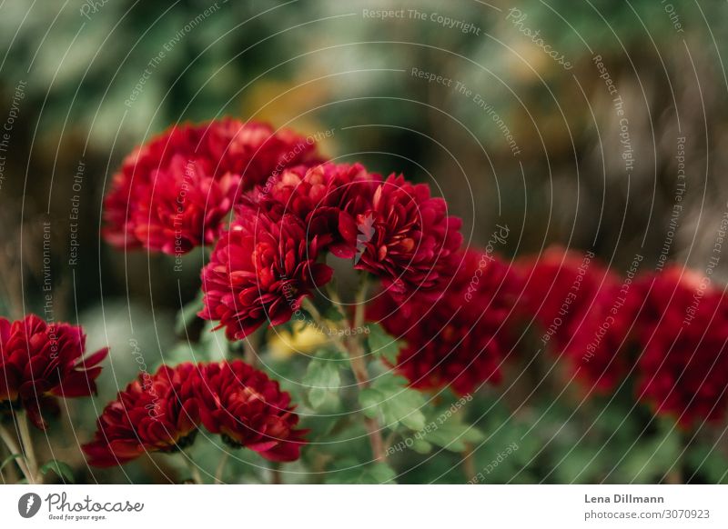 Rote Chrysantheme Garten Umwelt Natur Pflanze Blume Blüte Grünpflanze Wildpflanze Blühend Wachstum ästhetisch Duft elegant frisch Gesundheit natürlich schön