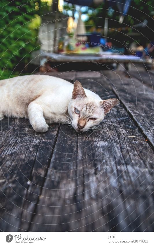 katze Tisch Tier Haustier Katze 1 beobachten Erholung genießen schön kuschlig nah natürlich niedlich Stadt Holztisch Farbfoto Außenaufnahme Menschenleer Tag