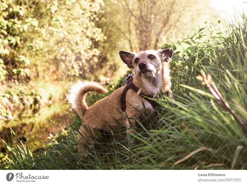 Hund #1 Ausflug Umwelt Natur Landschaft Tier Erde Sommer Schönes Wetter Gras Grünpflanze Park Feld Hügel Bach Haustier Schwimmen & Baden beobachten Bewegung