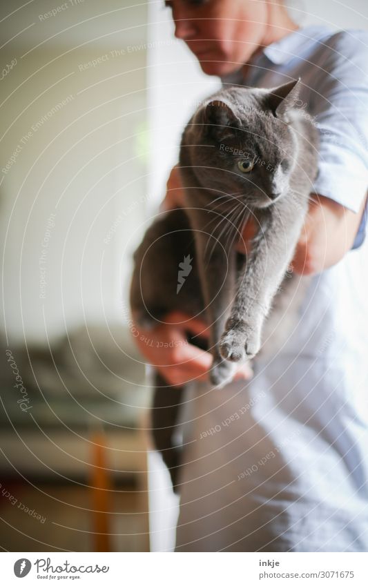 mein einäugiger Kater Lifestyle Freizeit & Hobby Häusliches Leben Frau Erwachsene 1 Mensch Haustier Katze Tier Blick tragen niedlich weich grau Gefühle