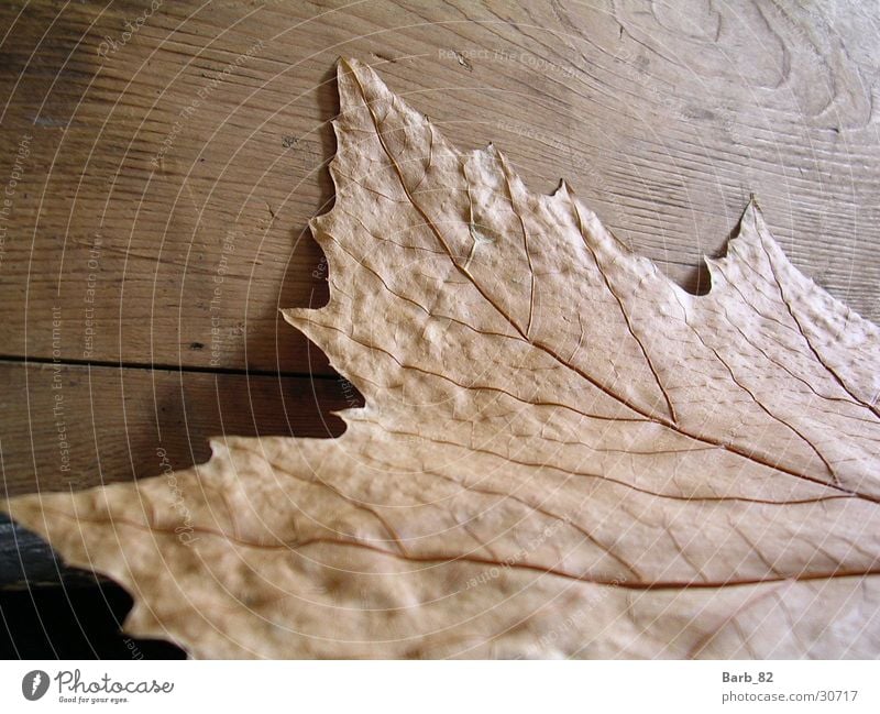 Blatt gegen Holz Herbst Holzmehl leaf autumn