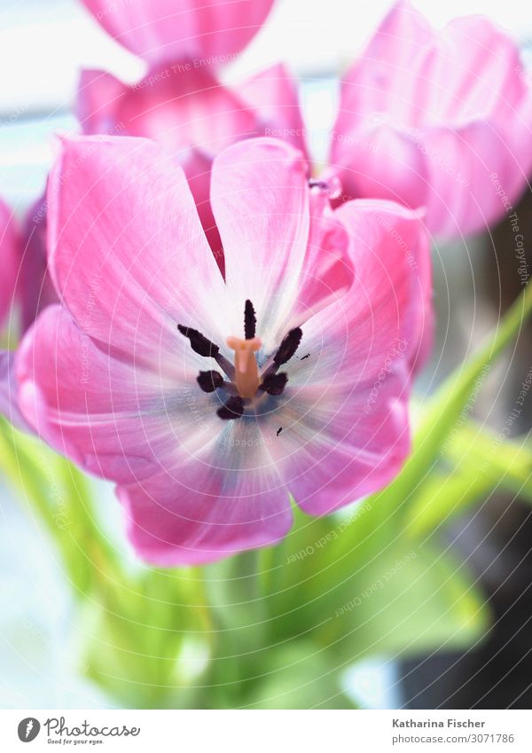 ros pink Tulpe Natur Pflanze Frühling Sommer Herbst Blume Blatt Blüte Blumenstrauß Blühend leuchten Fröhlichkeit grün violett rosa rot weiß Blütenstempel