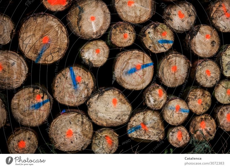 Abholzen, farbig markierter Holzstoß der Holzernte Forstwirtschaft Familie & Verwandtschaft Natur Pflanze Klimawandel Baum Baumstamm Nadelholz Fichte Wald