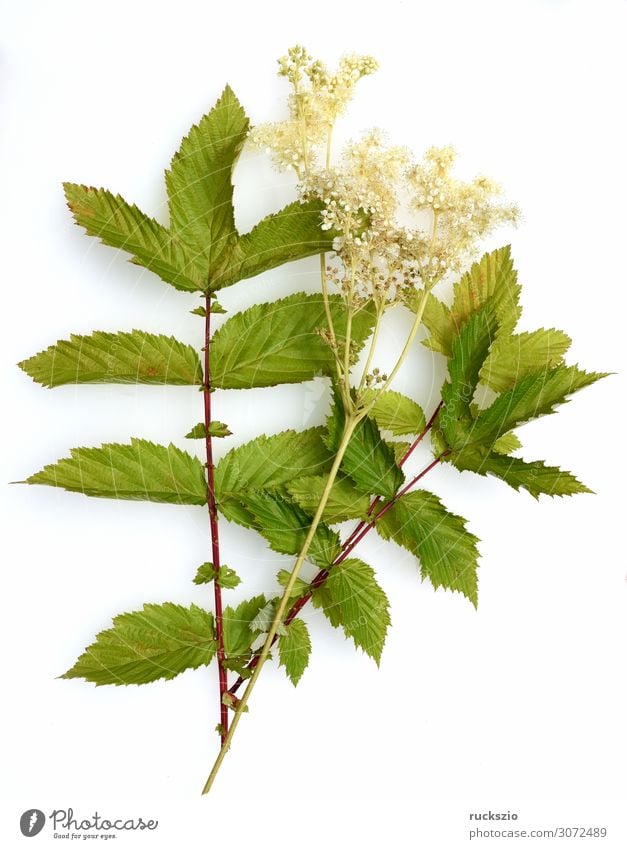 Filipendula, ulmaria, water plant, herb Natur Pflanze Blüte Wildpflanze Blühend authentisch weiß Maedesuess Wasserpflanze Heilpflanzen Wiesenblume Feldflora