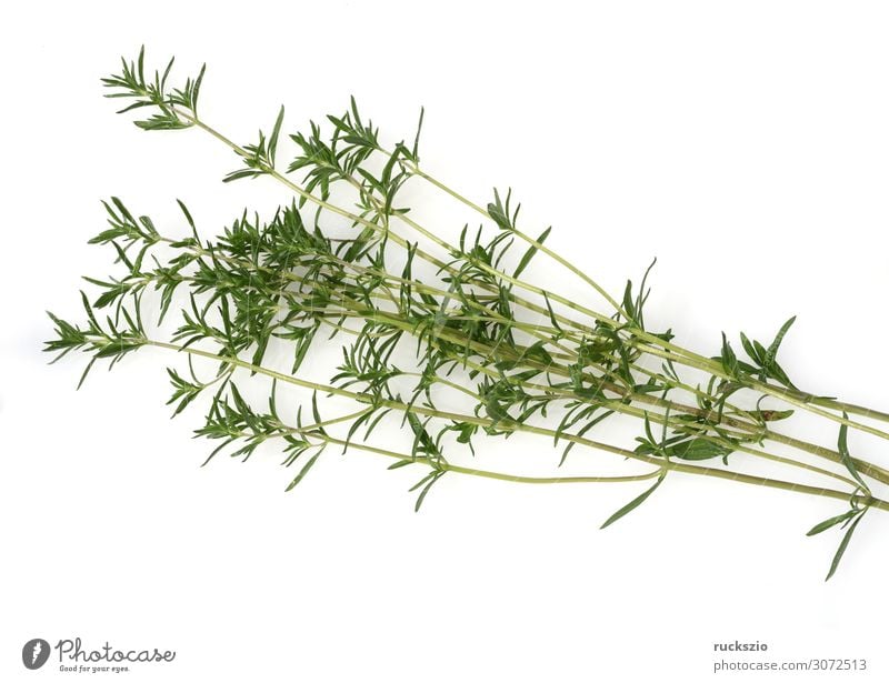 Summer savory, Satureja, hortensis, herb Lebensmittel Kräuter & Gewürze Sommer authentisch grün weiß Sommer Bohnenkraut einjaehriges Bohnenkrautzweig