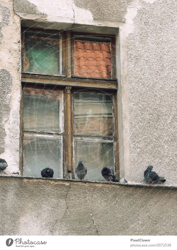 Tauben Lifestyle Haus Umwelt Einfamilienhaus Bauwerk Gebäude Architektur Fenster Tier Haustier Vogel Tiergruppe fliegen listig schön mehrfarbig Stimmung Verfall