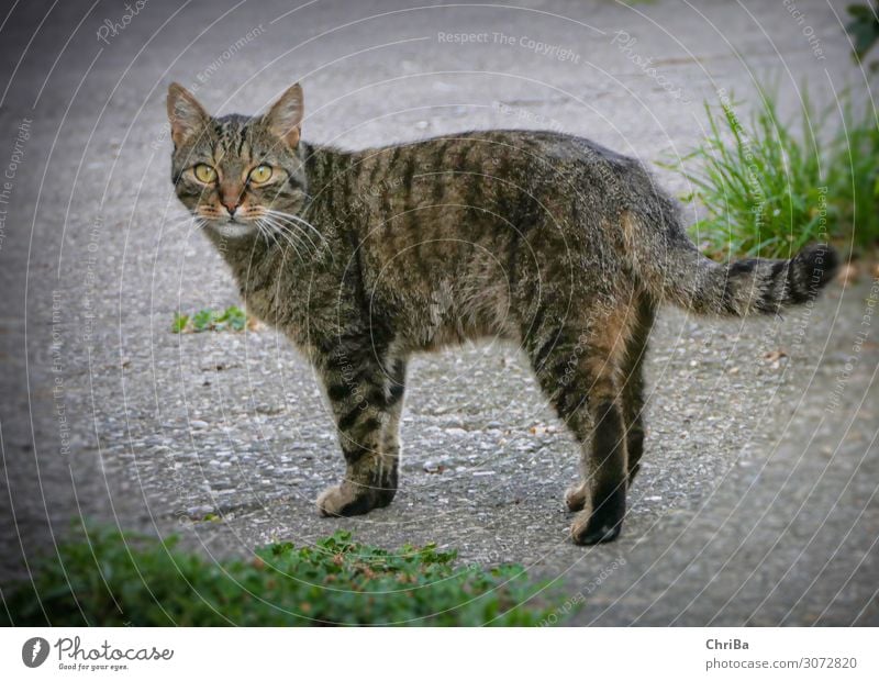 Kater Carlos Tier Haustier Katze Pfote 1 Beton Gefühle Glück Zufriedenheit Vertrauen Sympathie schön Gelassenheit Abenteuer ästhetisch elegant Hauskatze