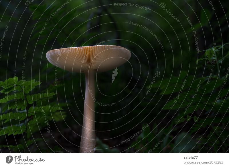 im dunklen Wald Umwelt Erde Pflanze Farn Blatt Pilz Wachstum dunkel ruhig Lamelle Farbfoto Gedeckte Farben Außenaufnahme Nahaufnahme Menschenleer