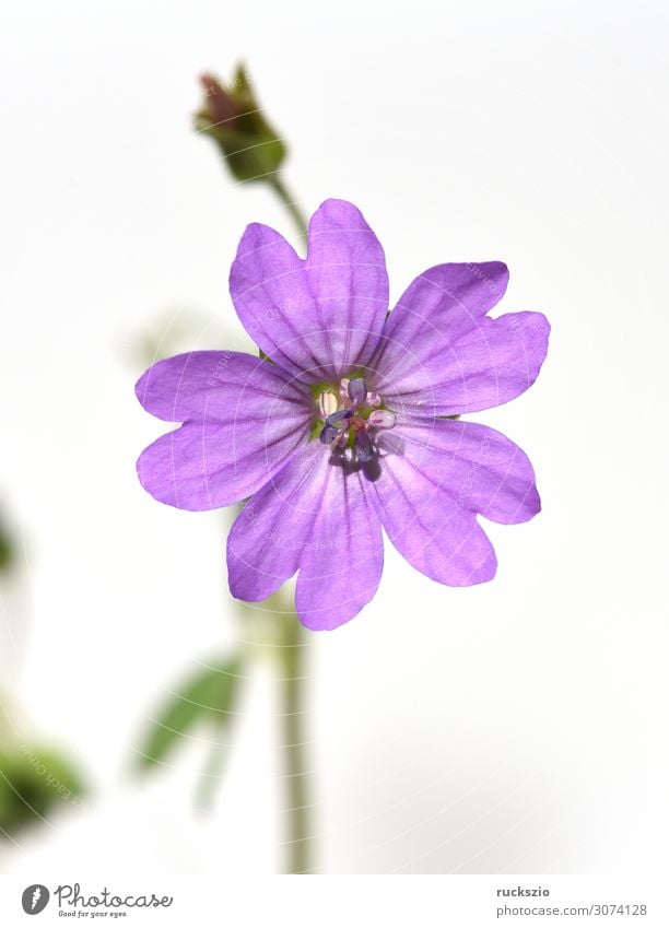 Pyrenees Cranesbill, Geranium, pyrenaicum, blossom Natur Pflanze Blume Blüte Blühend violett rosa Pyrenaeen-Storchschnabel lilarosa Staude Staudenpflanze