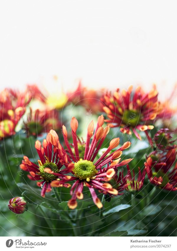 Margeriten Natur Pflanze Frühling Sommer Herbst Winter Blume Blatt Blüte Blühend leuchten schön gelb grün orange rosa rot weiß Dekoration & Verzierung Farbfoto