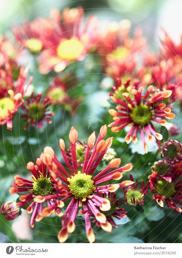 Margeriten Natur Pflanze Frühling Sommer Herbst Winter Blume Blatt Blüte Blühend leuchten schön gelb grün rosa rot türkis weiß Dekoration & Verzierung Farbfoto