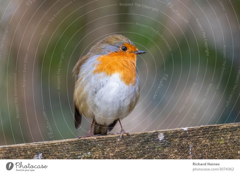 Robin Natur Erde Baum Park Stadtrand Wildtier Vogel 1 Tier Abenteuer Farbe Hilfsbereitschaft einzigartig Kontrolle Sport Farbfoto Nahaufnahme Tag Tierporträt