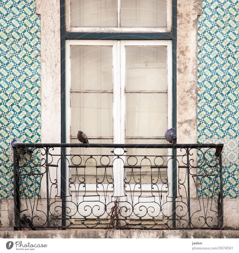 ausguck. Kunst Stadt Haus Traumhaus Hochsitz Mauer Wand Fassade Balkon Fenster Tür Vogel Taube 2 Tier hocken sitzen trist Trägheit Symmetrie Verfall