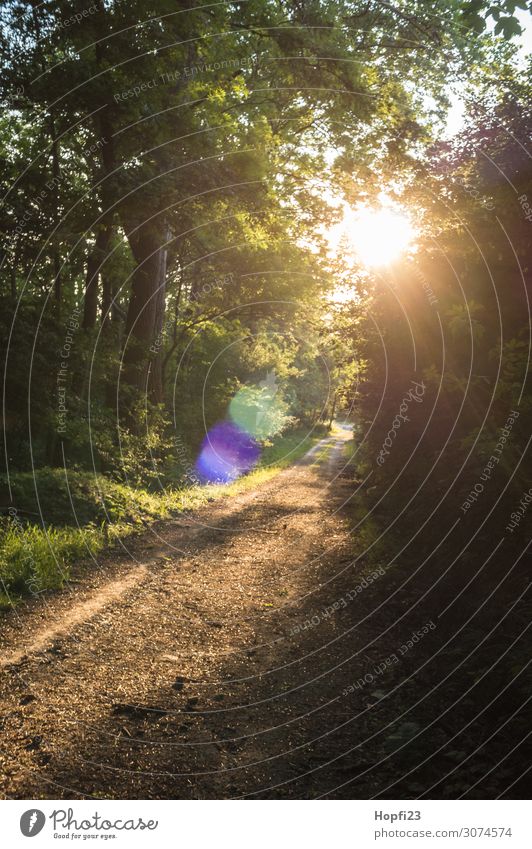 Weg im Gegenlicht Umwelt Natur Landschaft Pflanze Sonne Sonnenaufgang Sonnenuntergang Sonnenlicht Sommer Schönes Wetter Baum Sträucher Wald gebrauchen Erholung