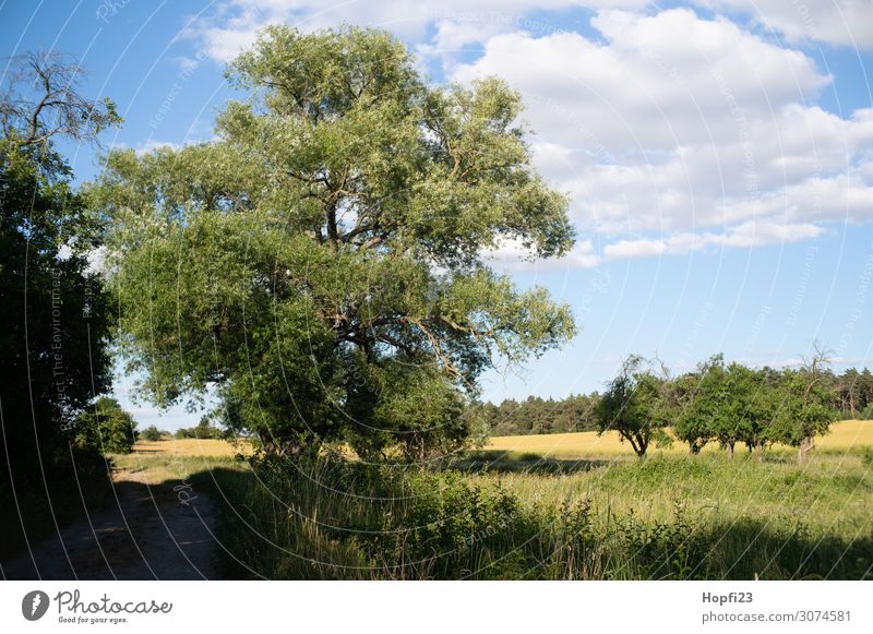 Große alte Weide Umwelt Natur Landschaft Pflanze Himmel Wolken Sonne Sonnenlicht Sommer Schönes Wetter Baum Gras Wiese Feld Wald Hügel blau mehrfarbig gelb grün